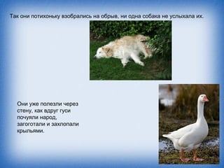 Так они потихоньку взобрались на обрыв, ни одна собака не услыхала их.




  Они уже полезли через
  стену, как вдруг гуси
  почуяли народ,
  загоготали и захлопали
  крыльями.
 
