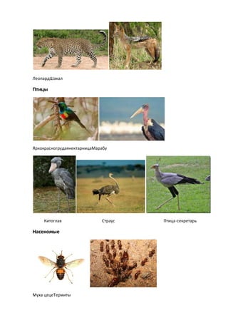 ЛеопардШакал

Птицы




ЯркокрасногрудаянектарницаМарабу




    Китоглав                 Страус   Птица-секретарь

Насекомые




Муха цецеТермиты
 