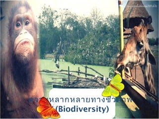 ความหลากหลายทางชีว ภาพ
     (Biodiversity)
 
