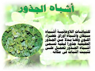 ‫للٌثاذاااخ الالّعائيااح أشااثاٍ‬
‫ظايقاى ّأشاثاٍ أّزار اضاساء‬
   ‫ا‬               ‫ا‬          ‫ا‬
‫الل اْى ّذل اا ت ادال ه اي ام ارّز‬
    ‫ا‬     ‫ا‬     ‫ا ا‬          ‫ا‬
‫احلقيقيح ورّزا ليفيح ذعاؤ‬
‫أشااثاٍ اماارّز ذعواال علاأ‬
    ‫ذثثيد الٌثاخ نٔ هكاًَ .‬
 