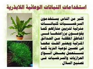 ‫كثن هي الٌاض يعارخدهْى‬
‫العساع اااااياخ كٌثاذ ااااااخ‬
       ‫ا‬             ‫ا‬
‫هٌصليح لرصي هٌاشذلن كواا‬
‫يقْهااااْى تصزاعرِااااا ناااأ‬
‫ادلٌاطق ادلظللاح هاي احلادائق‬
‫ادلٌصليح ّيعررب اخلاث هِواا‬
‫نٔ حتع ًْعيح الرتتح كواا‬
‫ذعاااارعول تعااااا اًااااْاا‬
‫احلصاشياخ ّالعساعياخ نأ‬
              ‫ذ ٌي العالا .‬
 