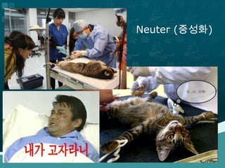 Neuter (중성화)
 