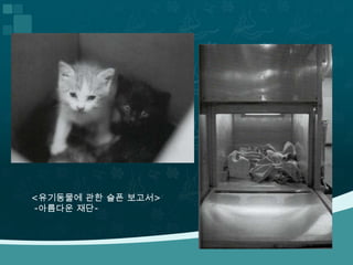 <유기동물에 관한 슬픈 보고서>
-아름다운 재단-
 