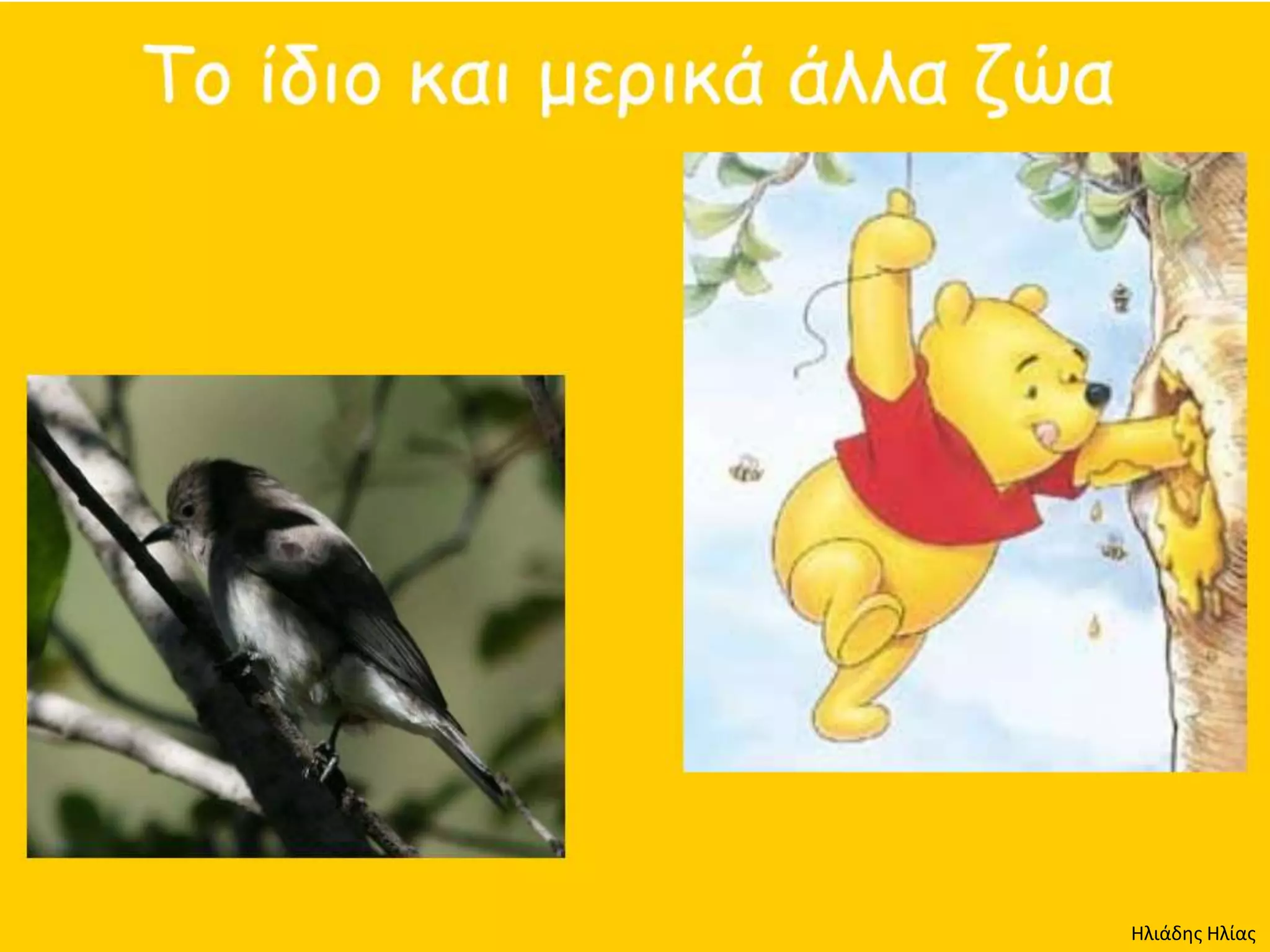 Ηλιάδης Ηλίας
 