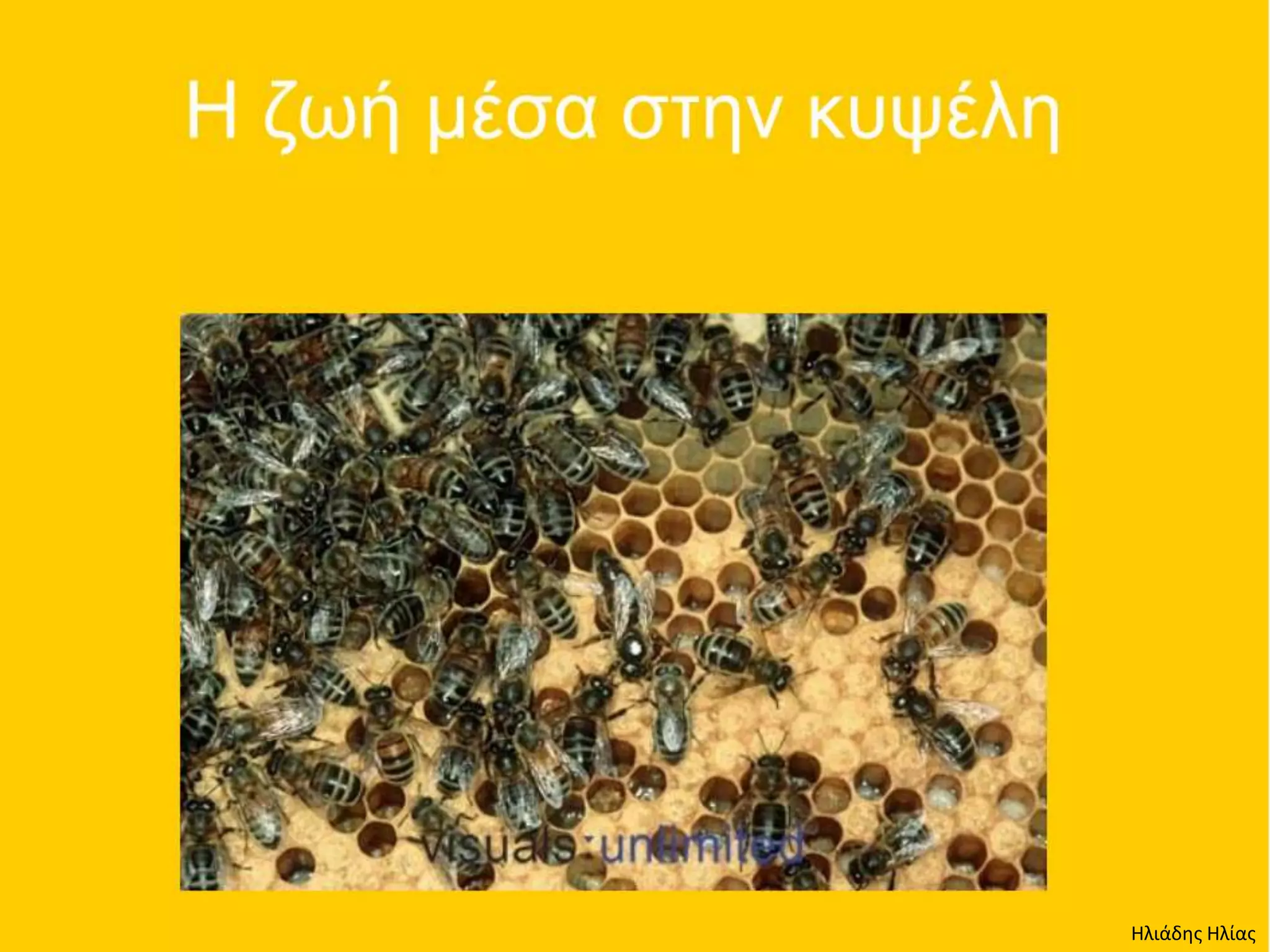 Ηλιάδης Ηλίας
 