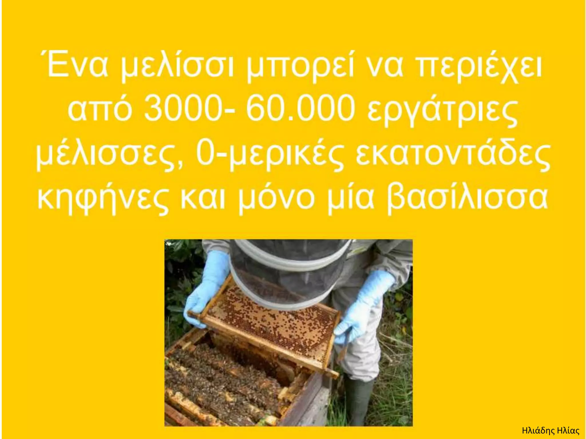 Ηλιάδης Ηλίας
 