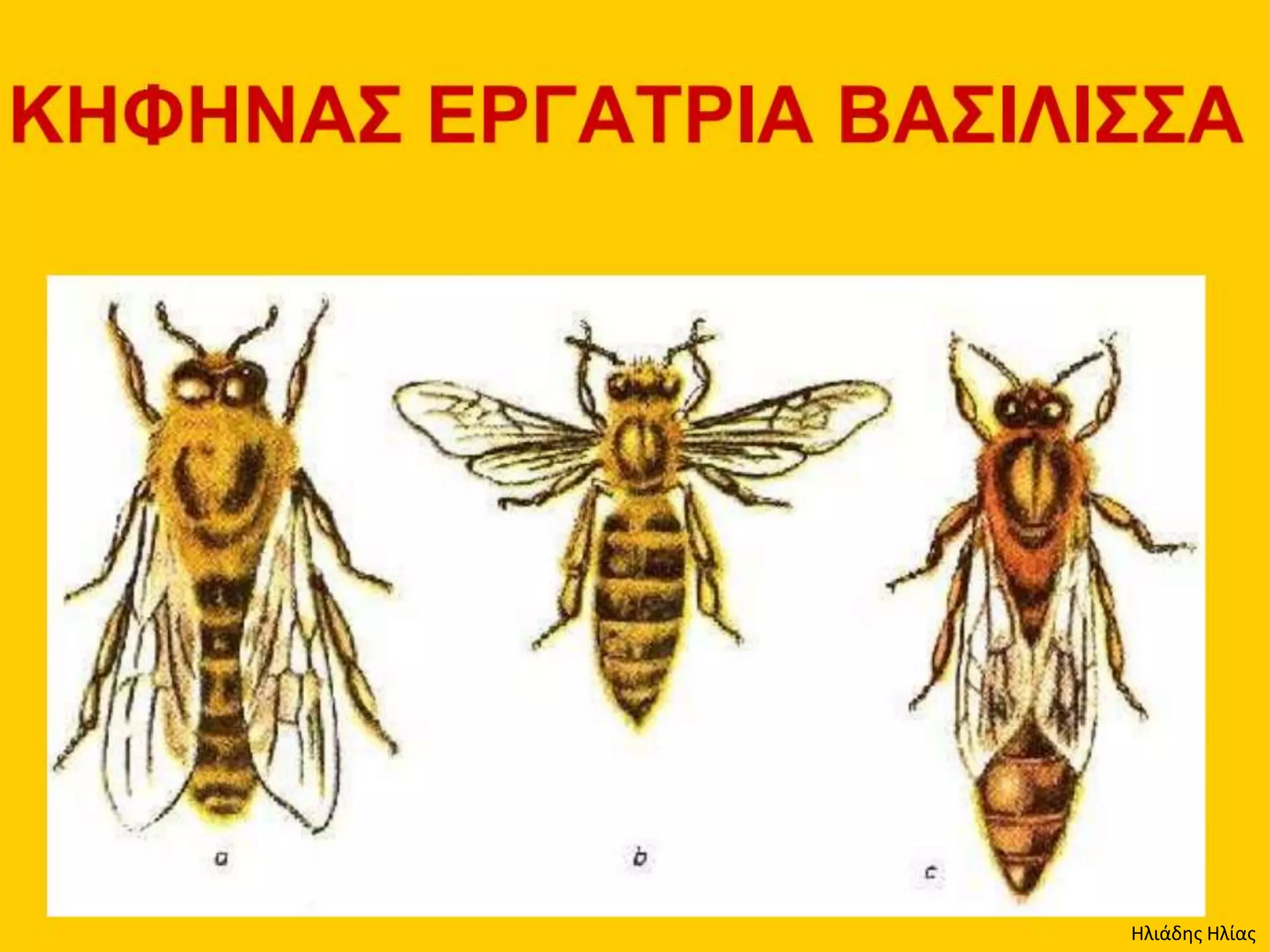 Ηλιάδης Ηλίας
 