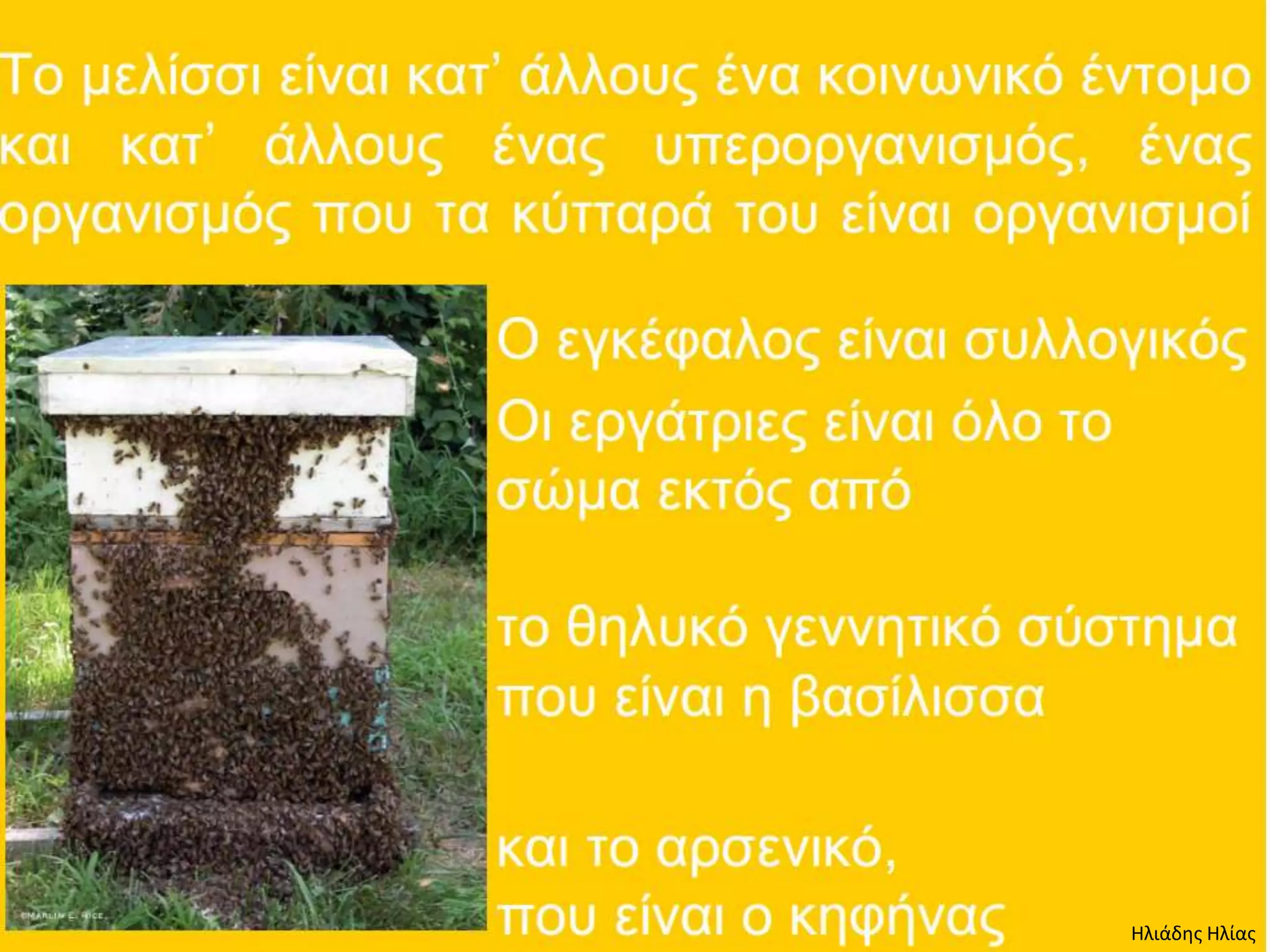 Ηλιάδης Ηλίας
 