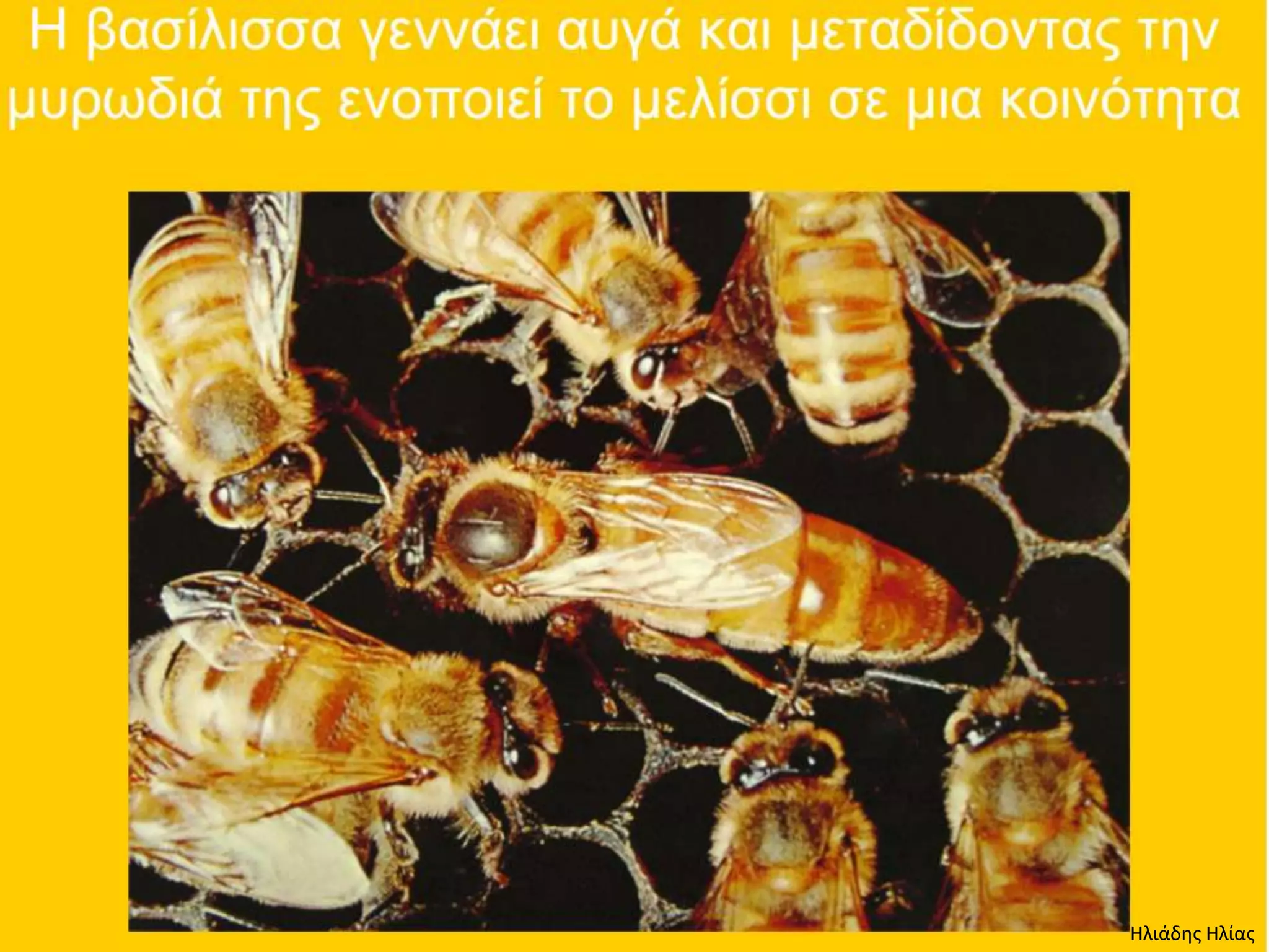 Ηλιάδης Ηλίας
 