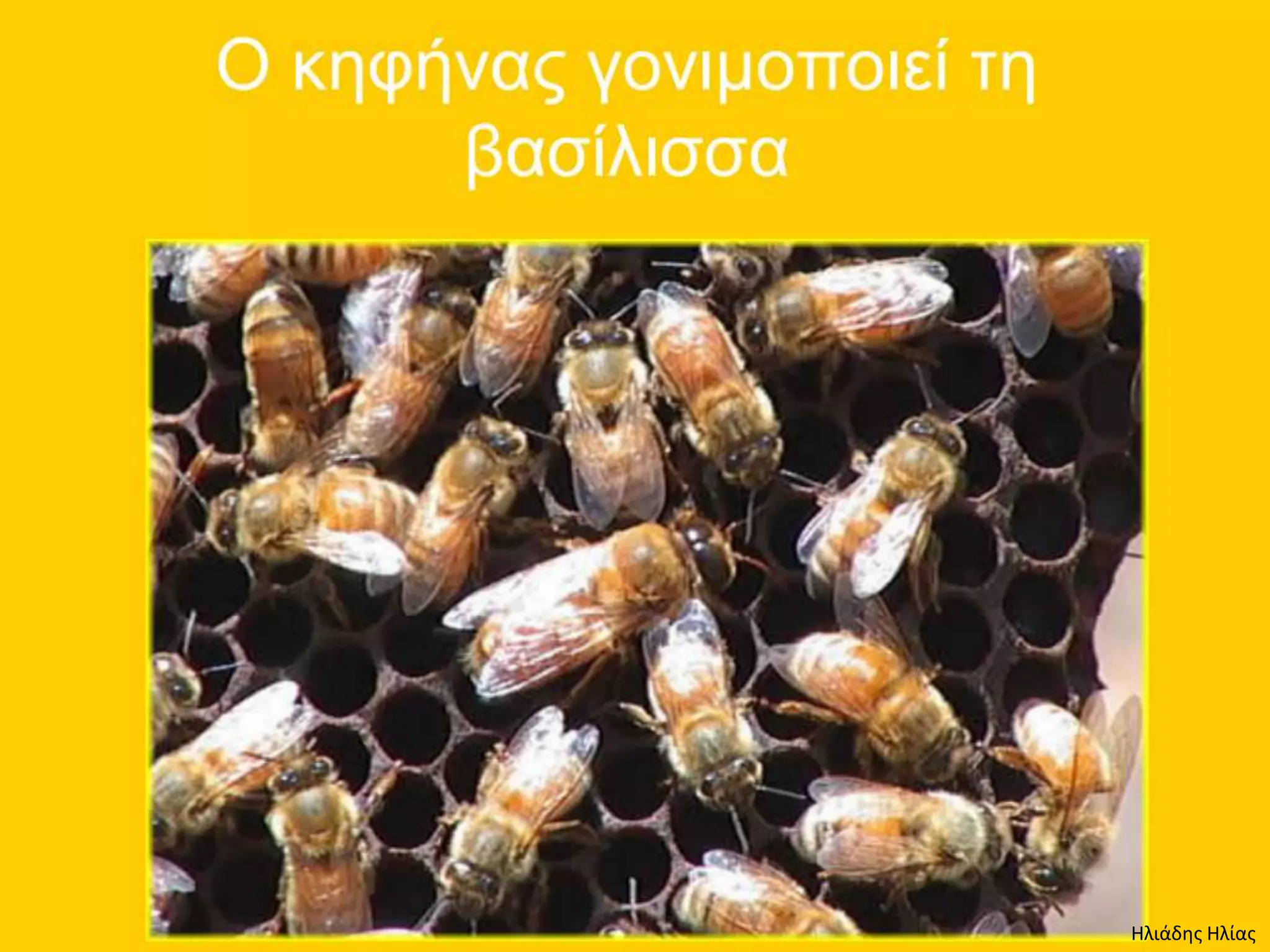 Ηλιάδης Ηλίας
 