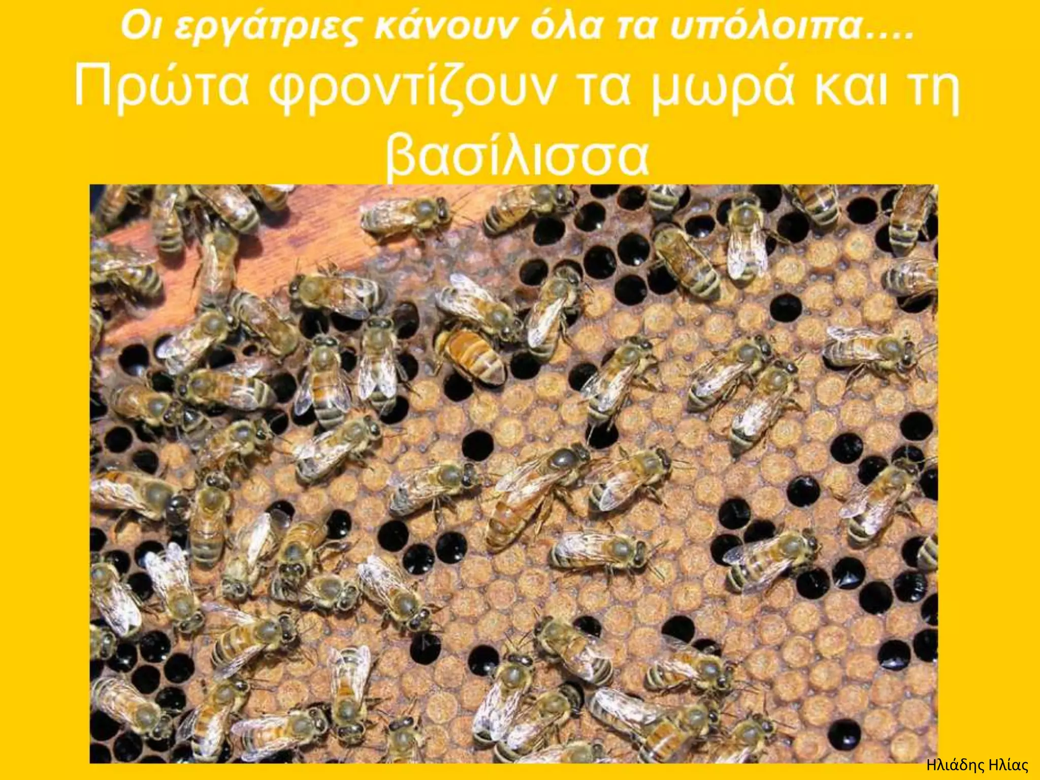 Ηλιάδης Ηλίας
 