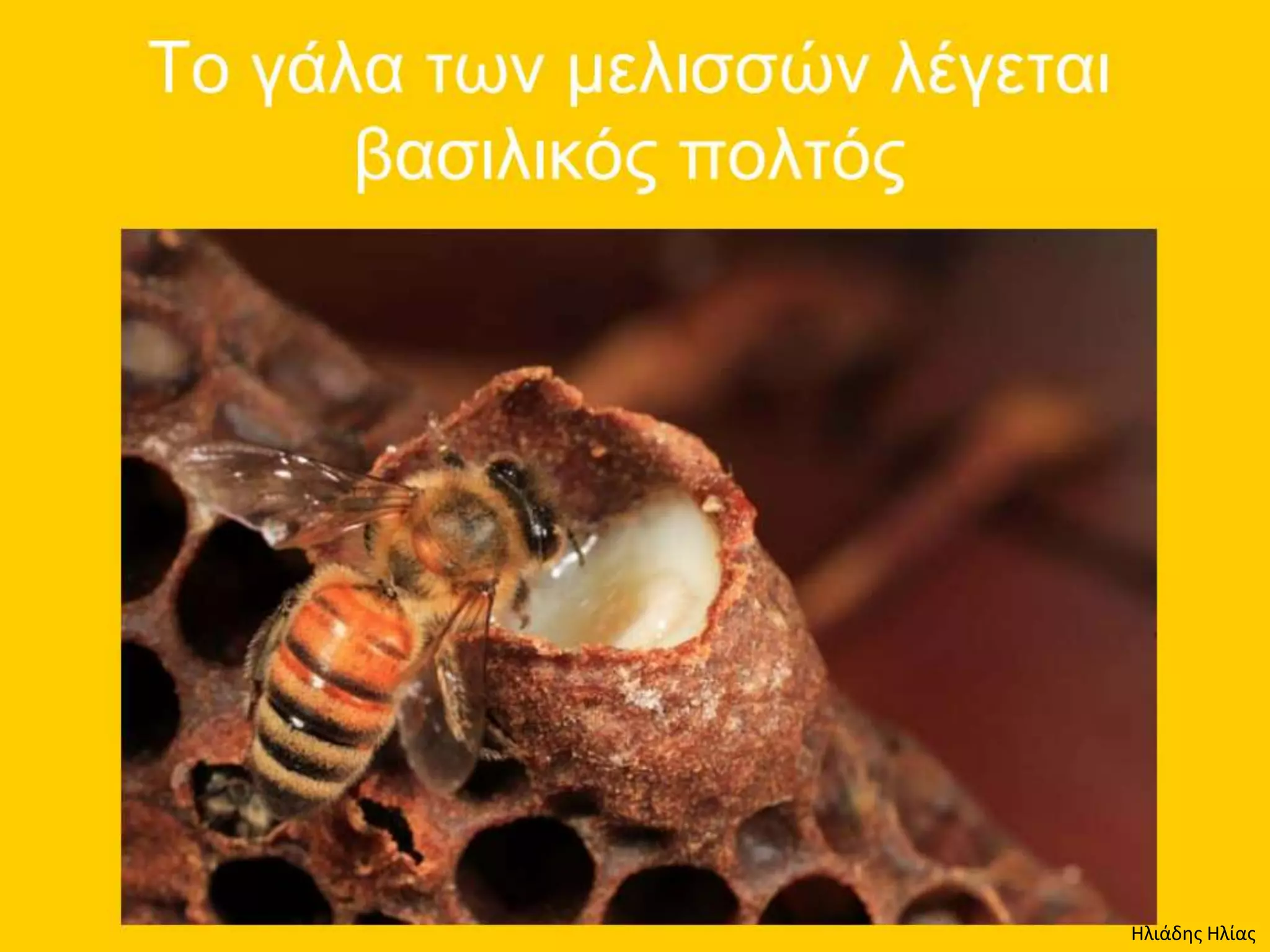 Ηλιάδης Ηλίας
 