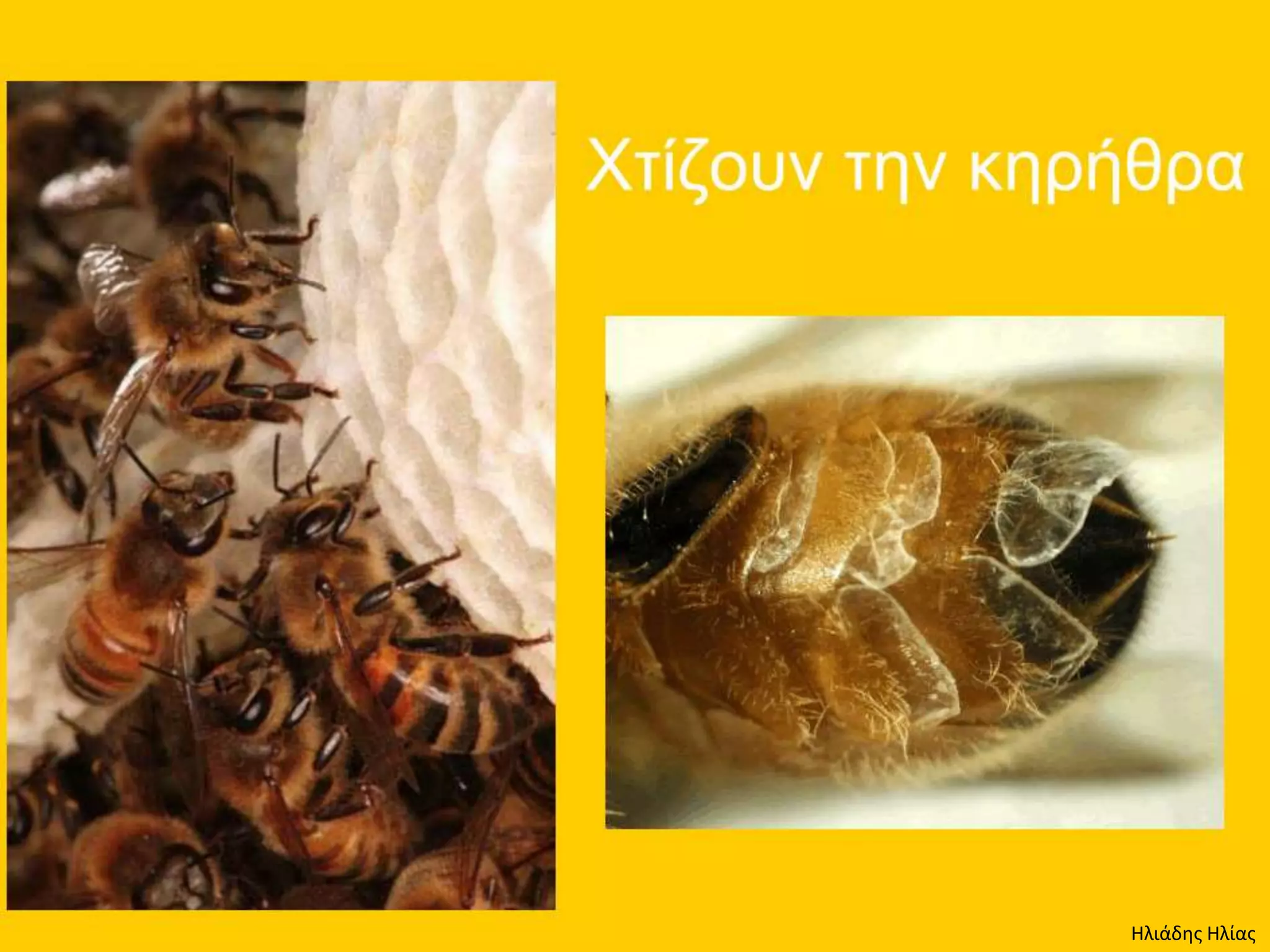 Ηλιάδης Ηλίας
 