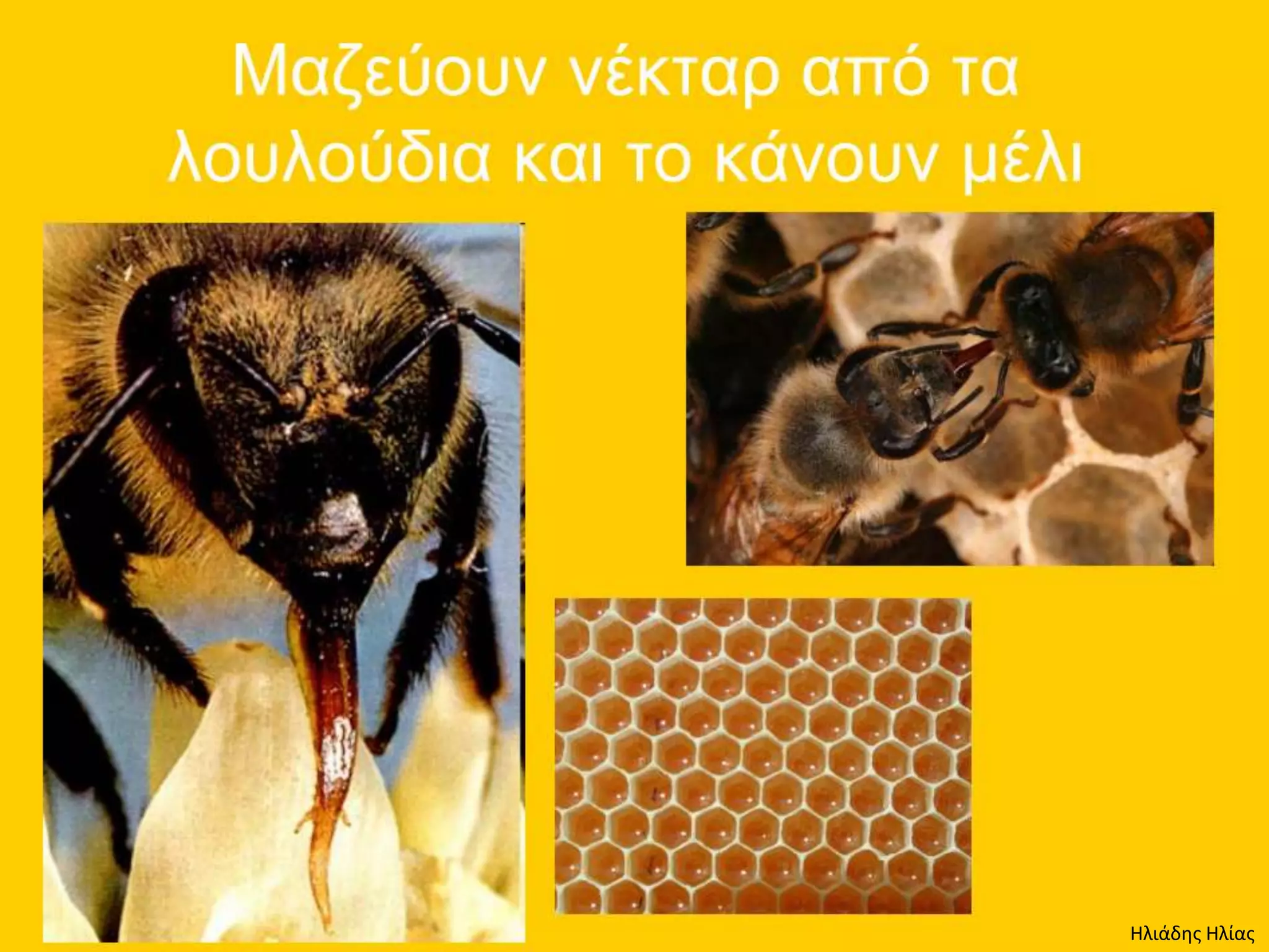 Ηλιάδης Ηλίας
 