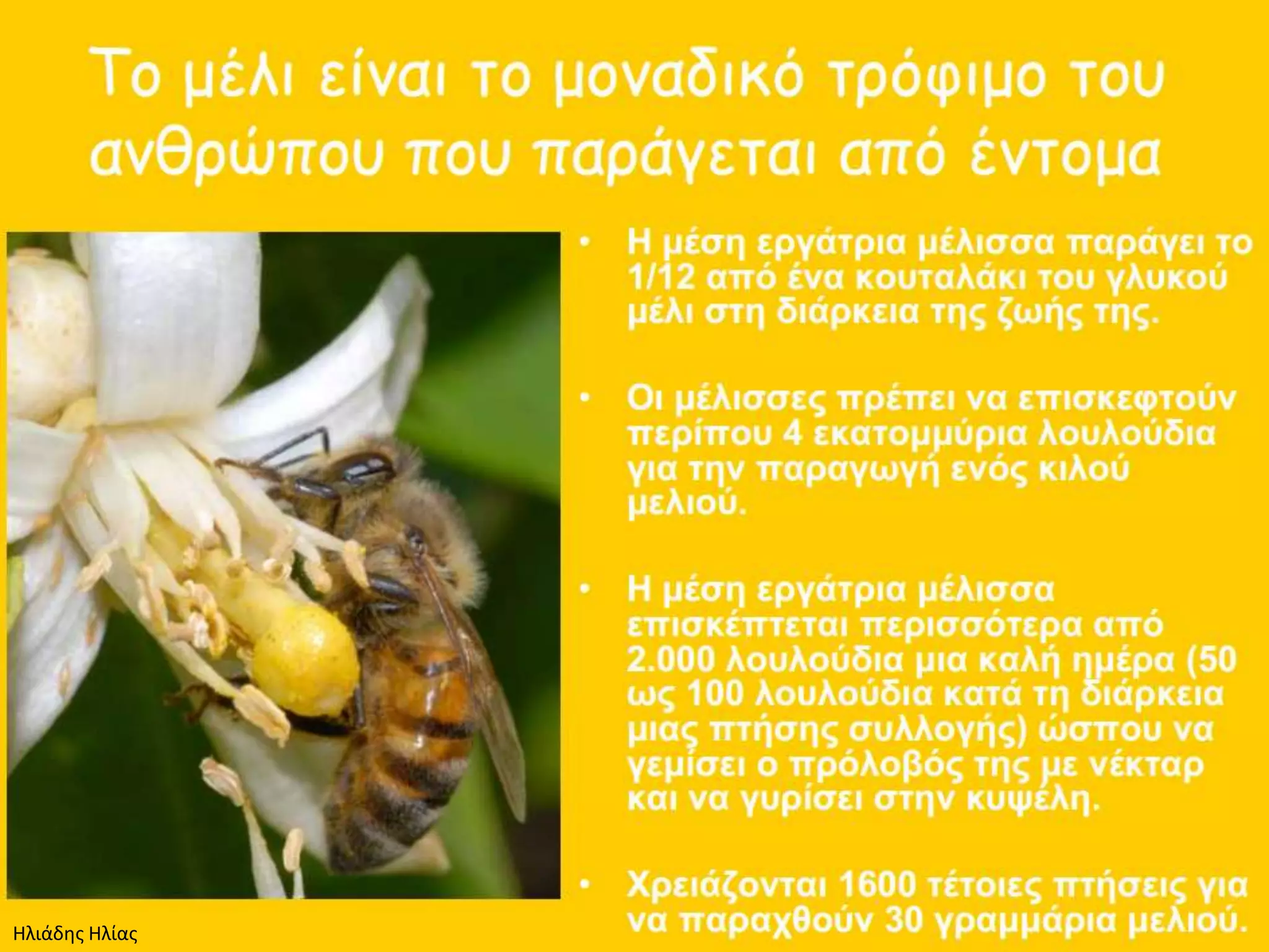 Ηλιάδης Ηλίας
 