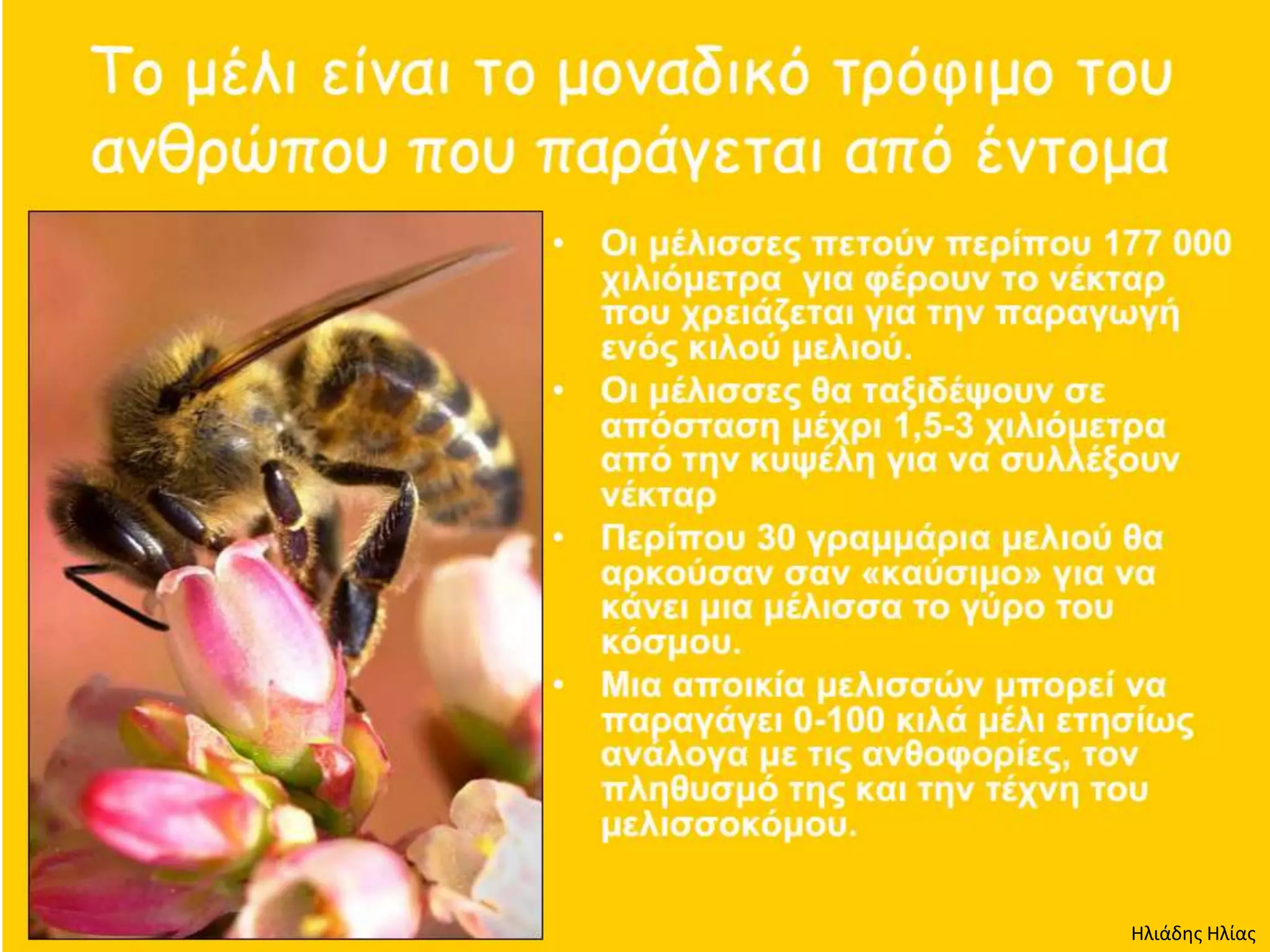 Ηλιάδης Ηλίας
 