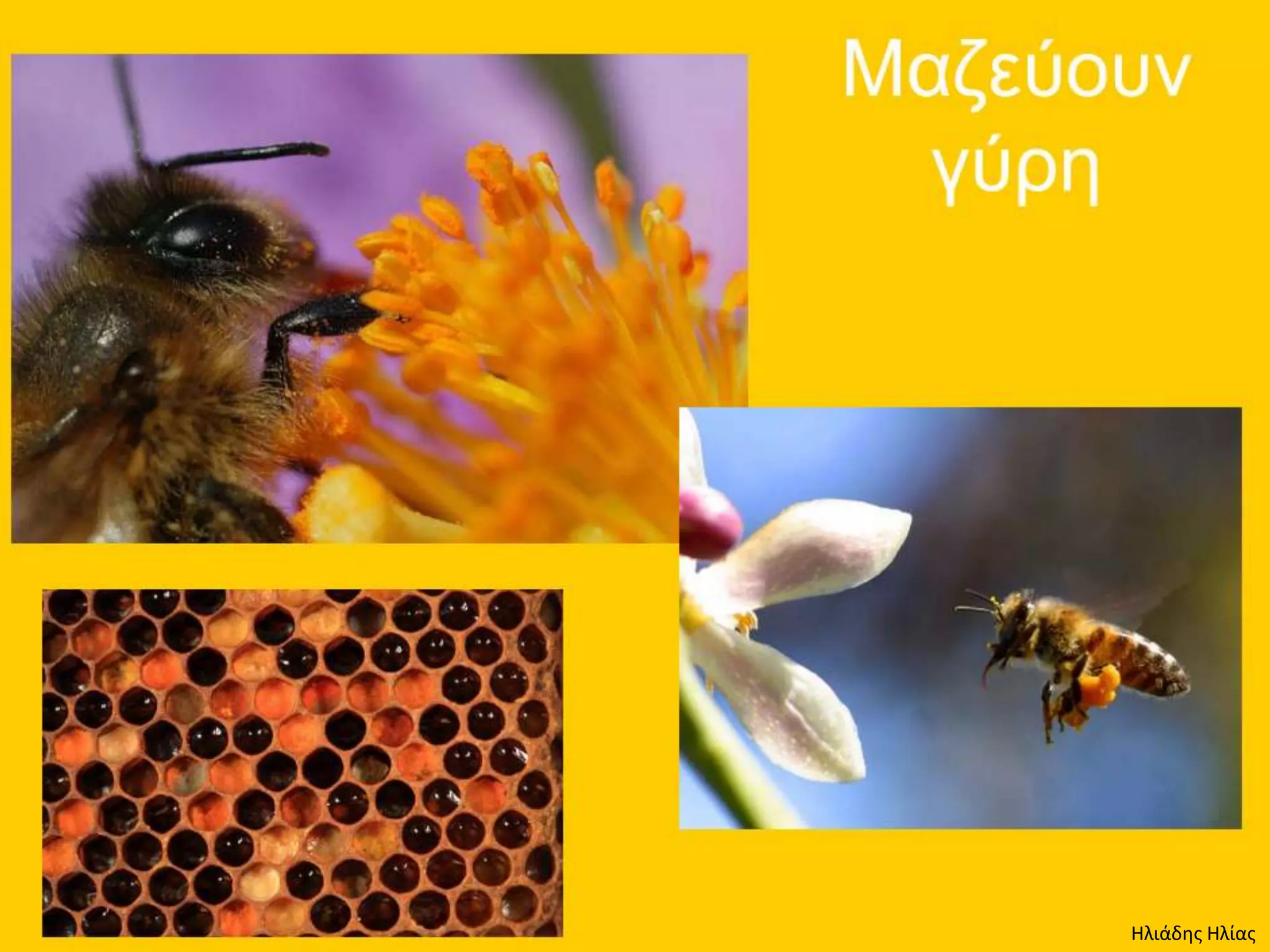 Ηλιάδης Ηλίας
 