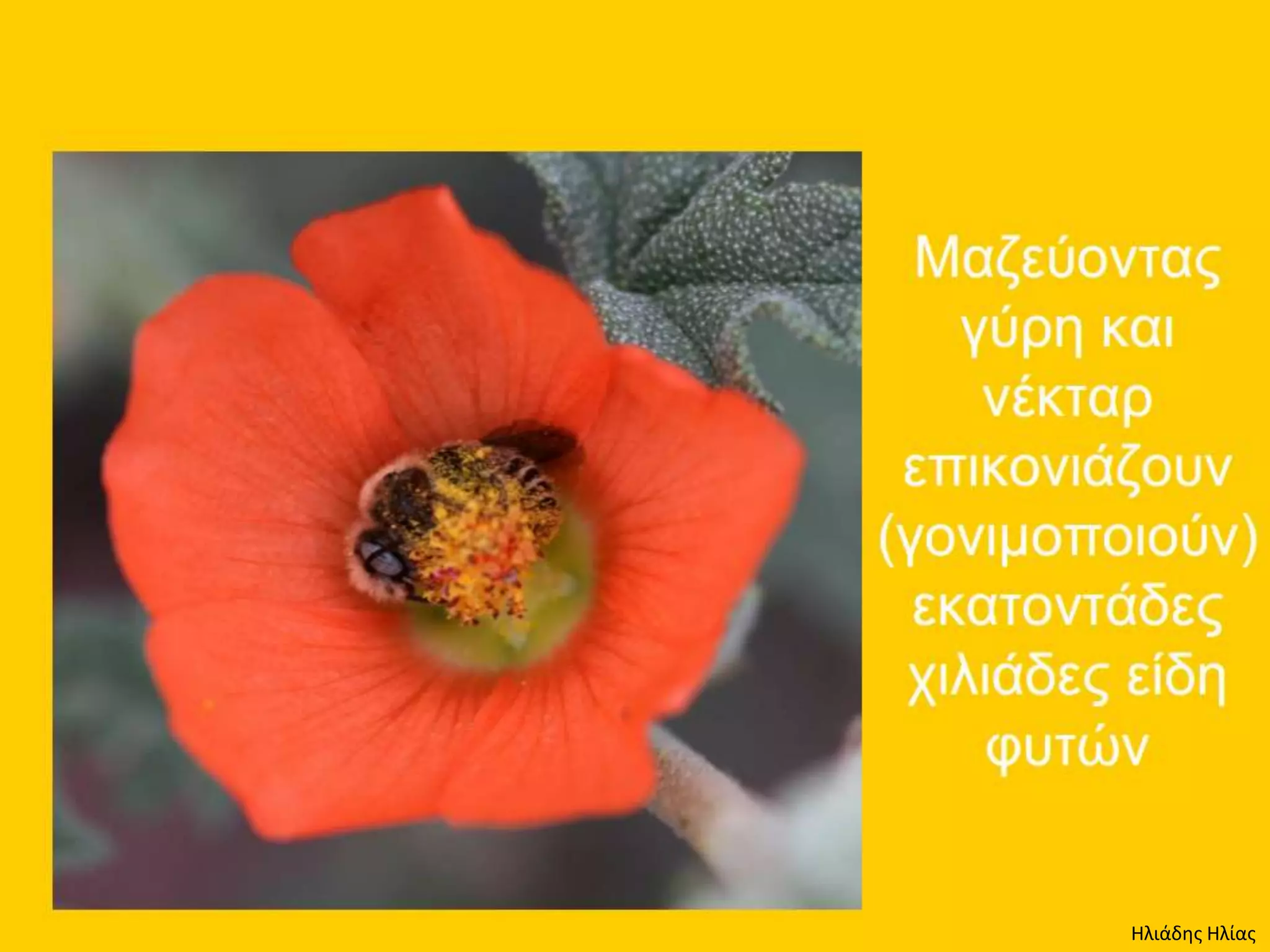 Ηλιάδης Ηλίας
 