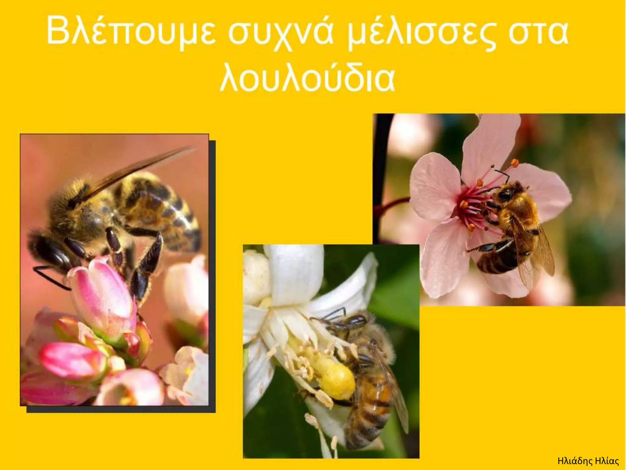 Ηλιάδης Ηλίας
 