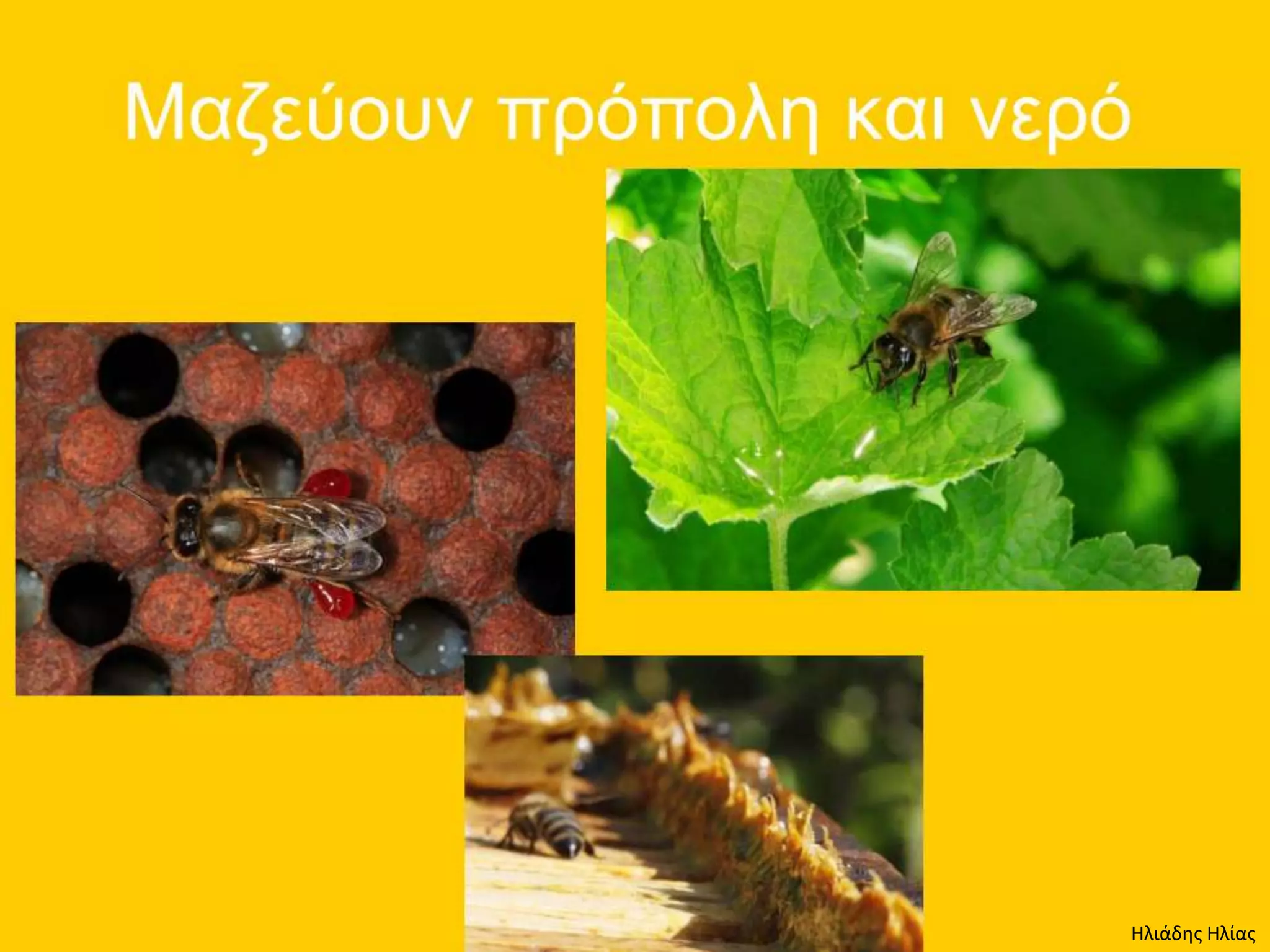 Ηλιάδης Ηλίας
 