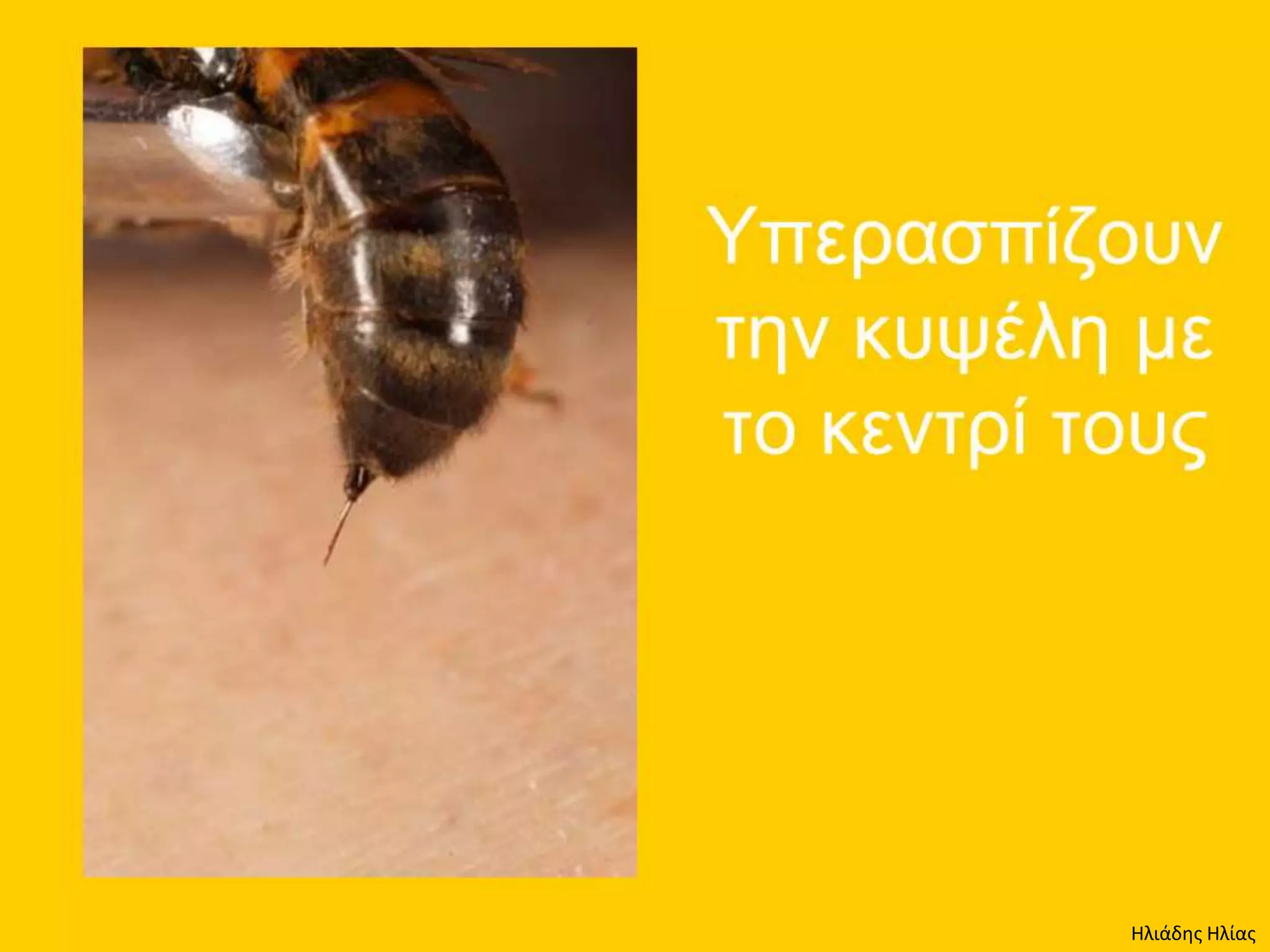 Ηλιάδης Ηλίας
 