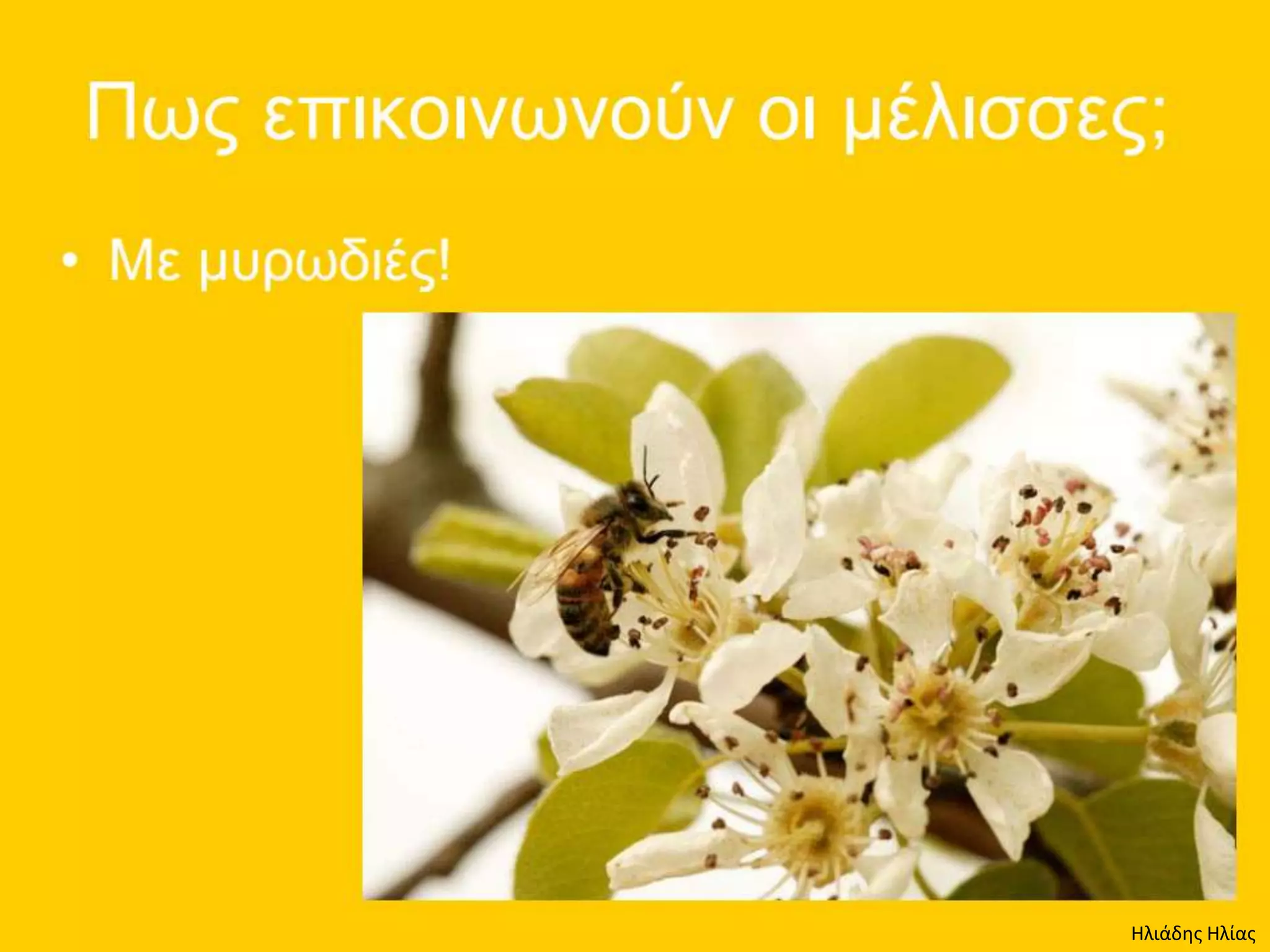 Ηλιάδης Ηλίας
 