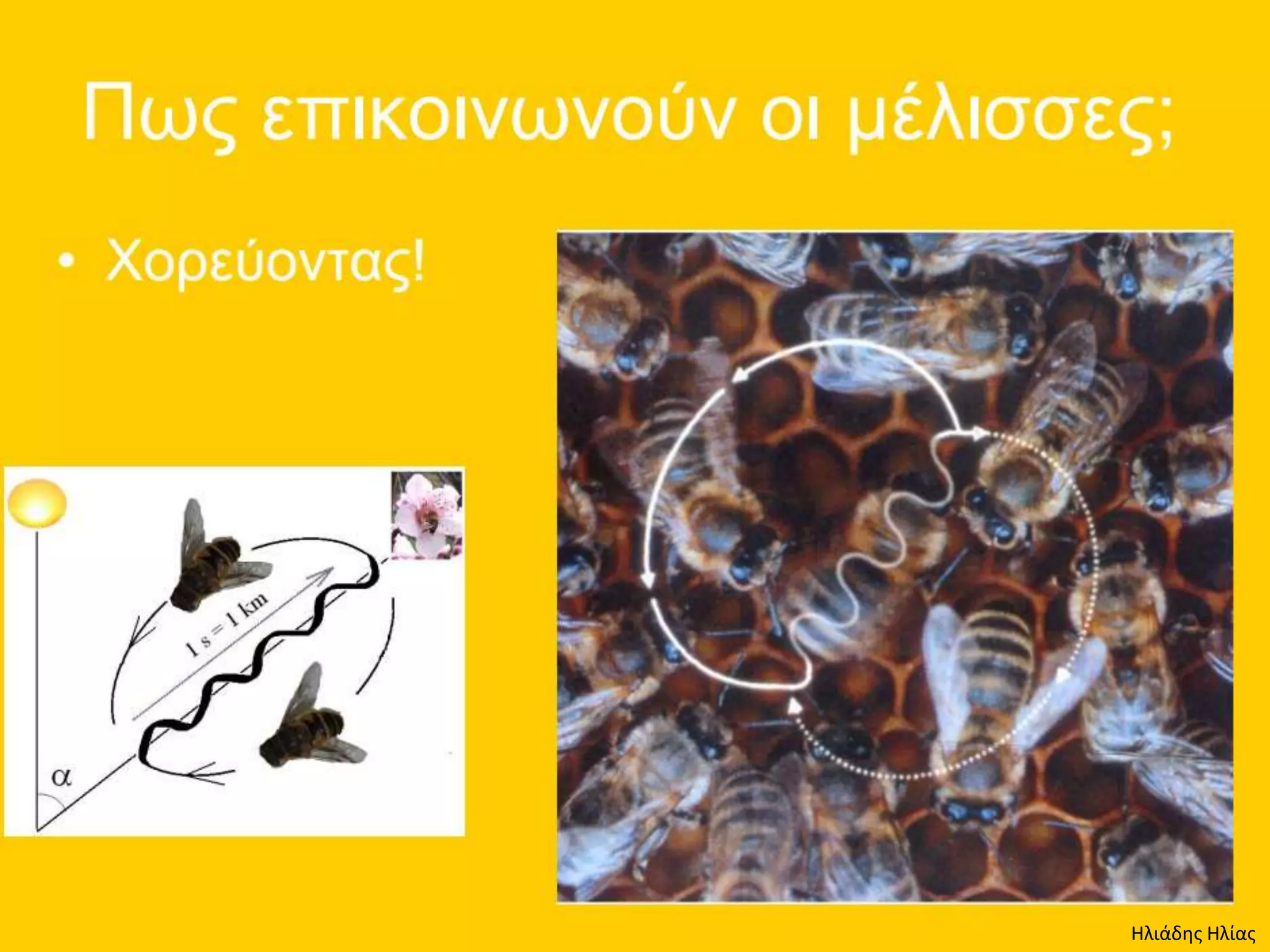 Ηλιάδης Ηλίας
 