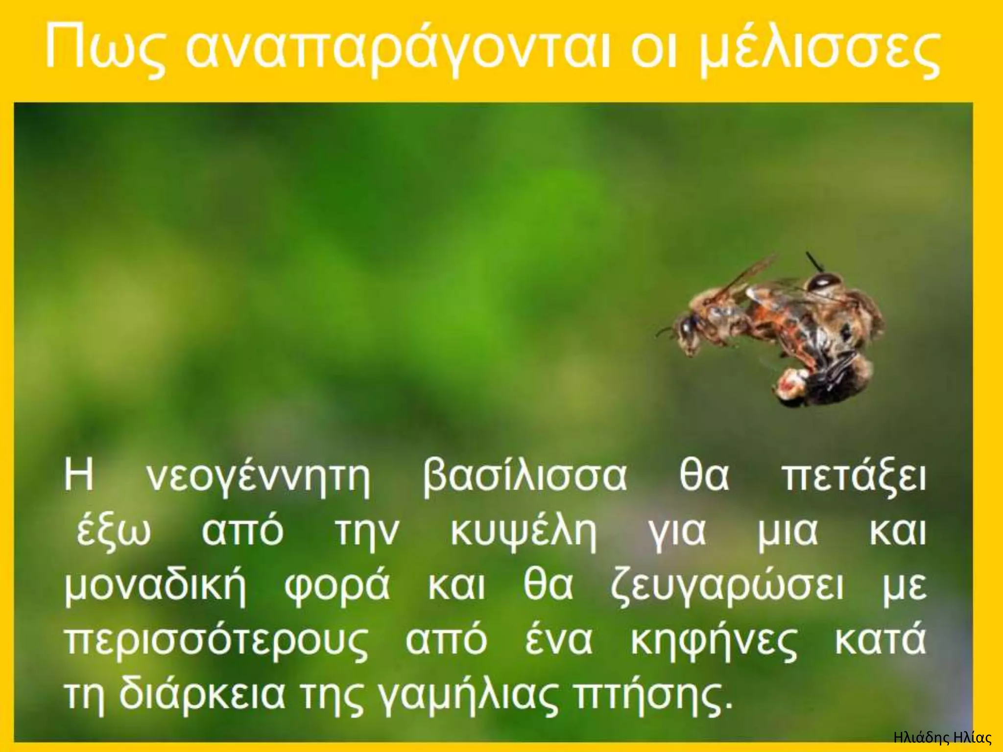 Ηλιάδης Ηλίας
 