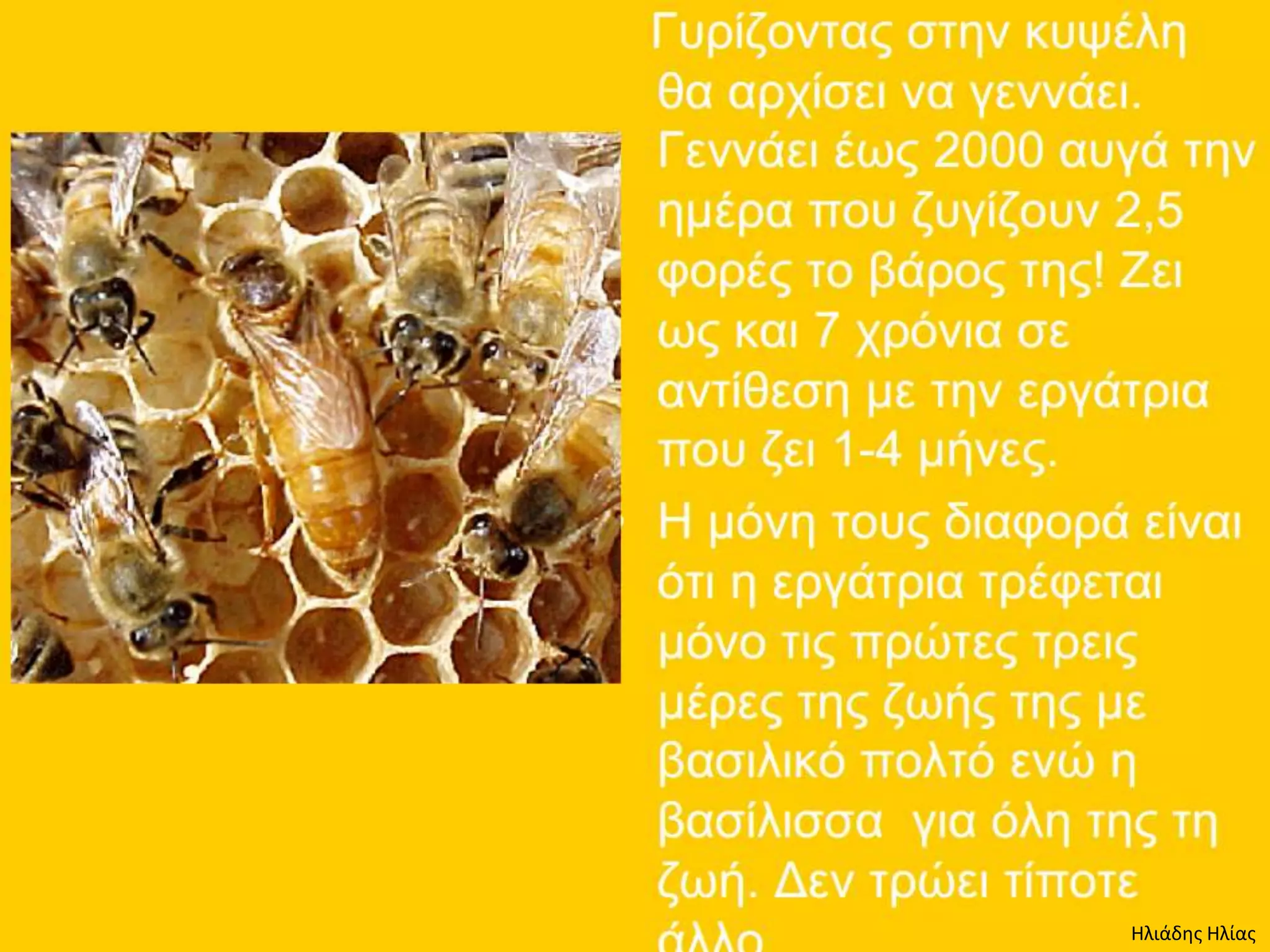 Ηλιάδης Ηλίας
 