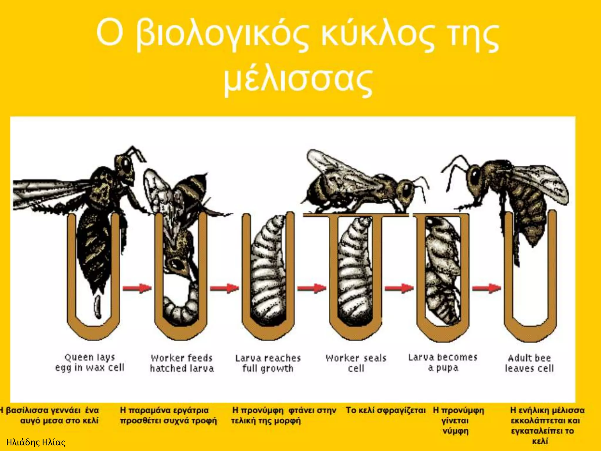 Ηλιάδης Ηλίας
 