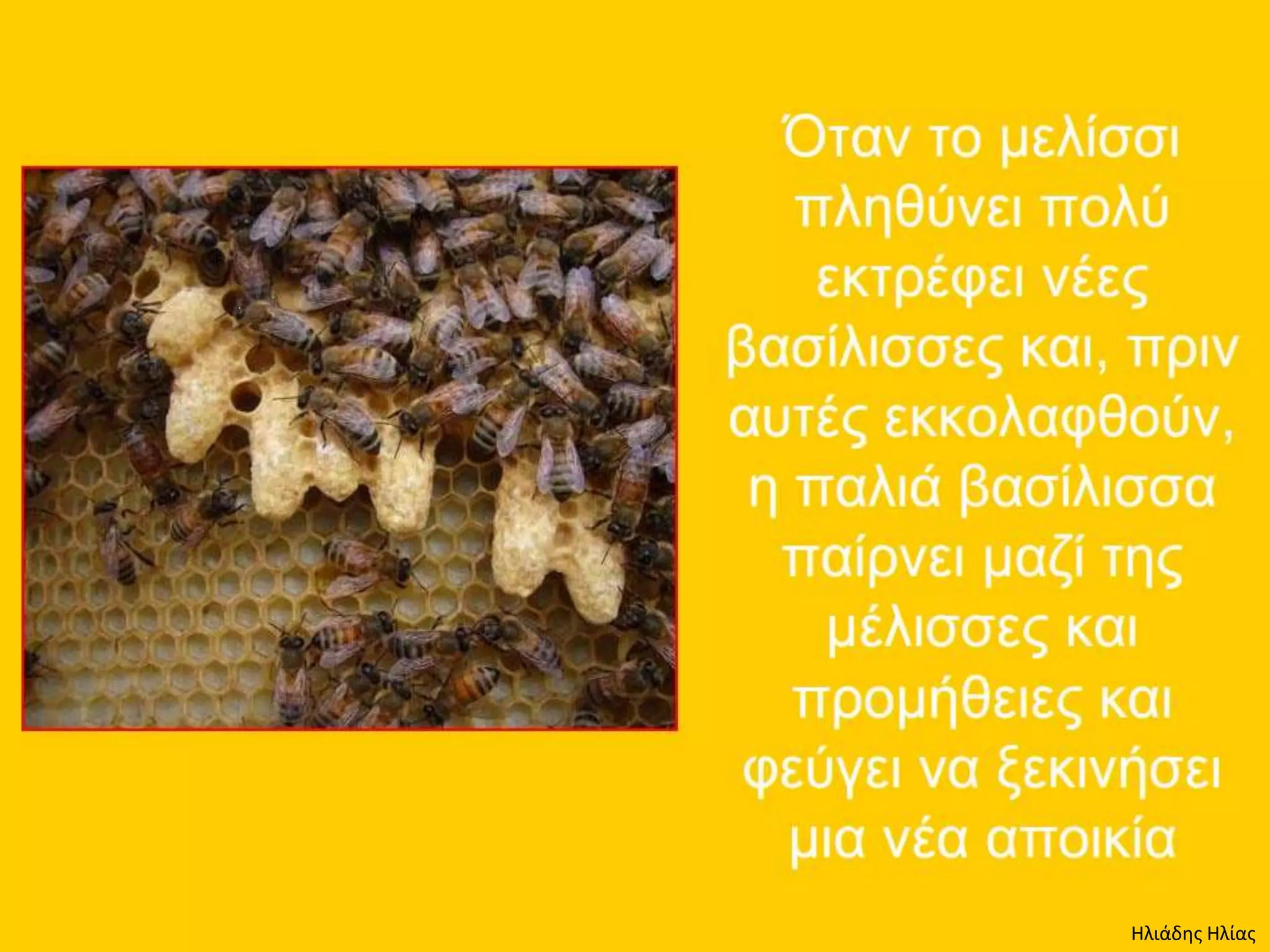 Ηλιάδης Ηλίας
 