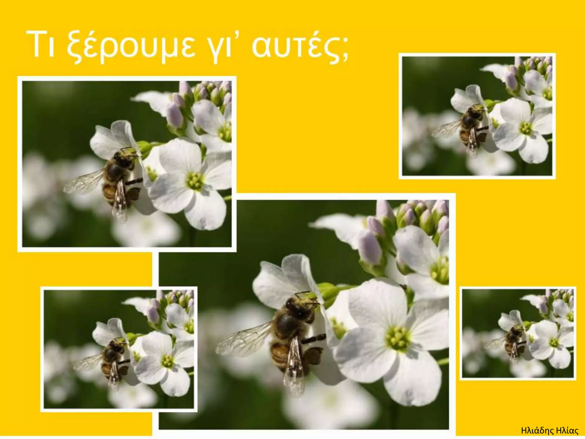 Ηλιάδης Ηλίας
 