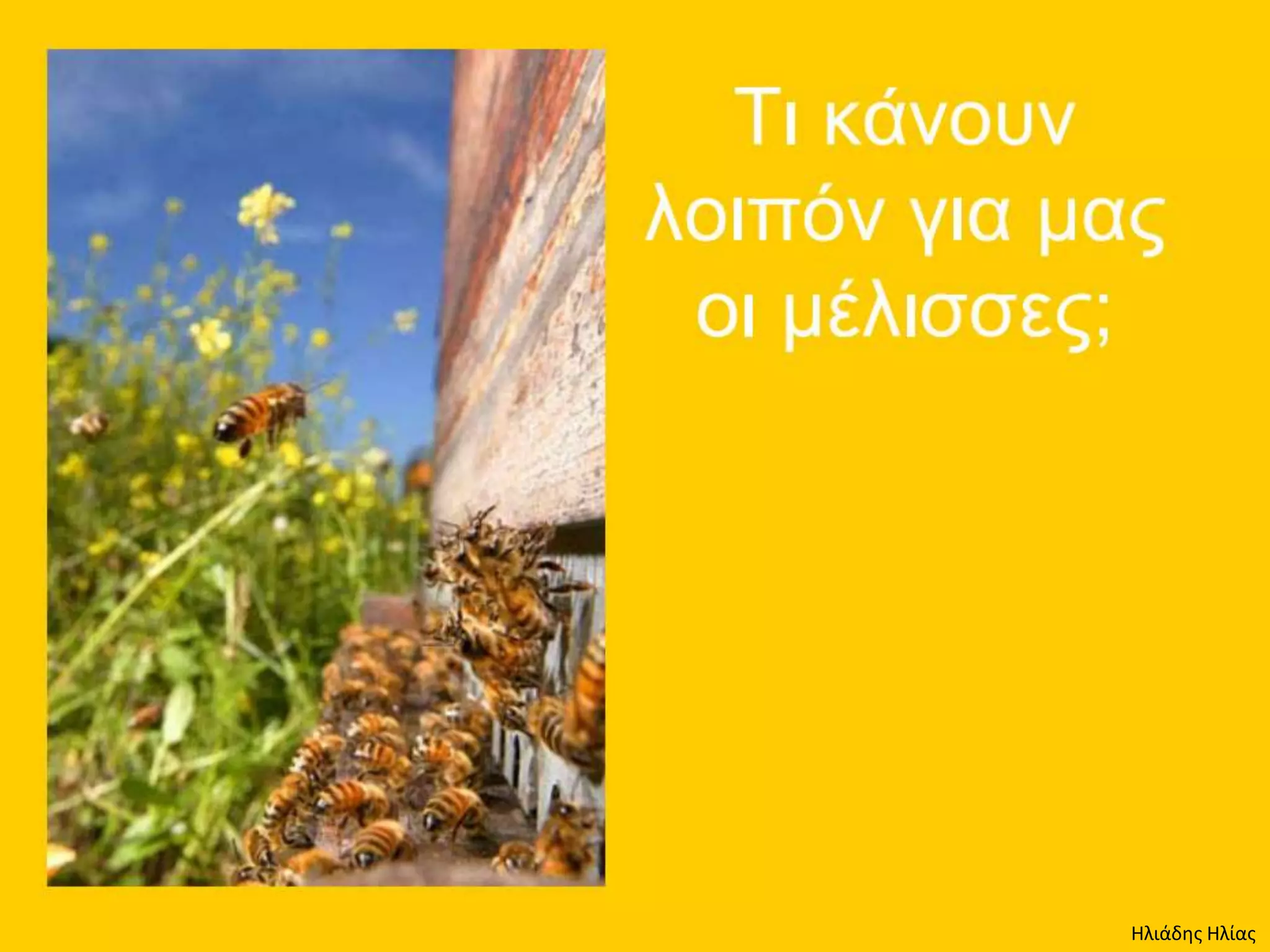 Ηλιάδης Ηλίας
 