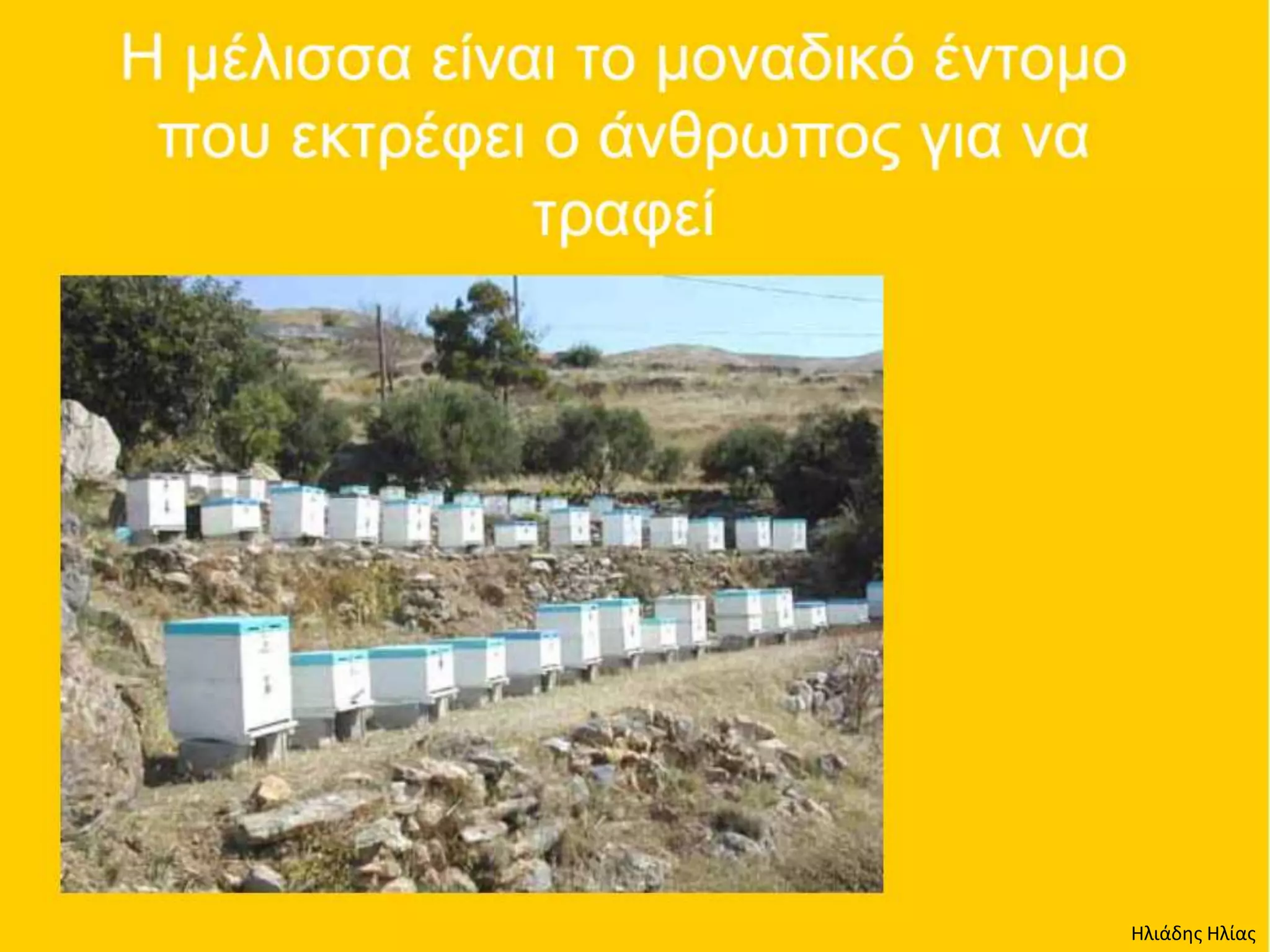 Ηλιάδης Ηλίας
 