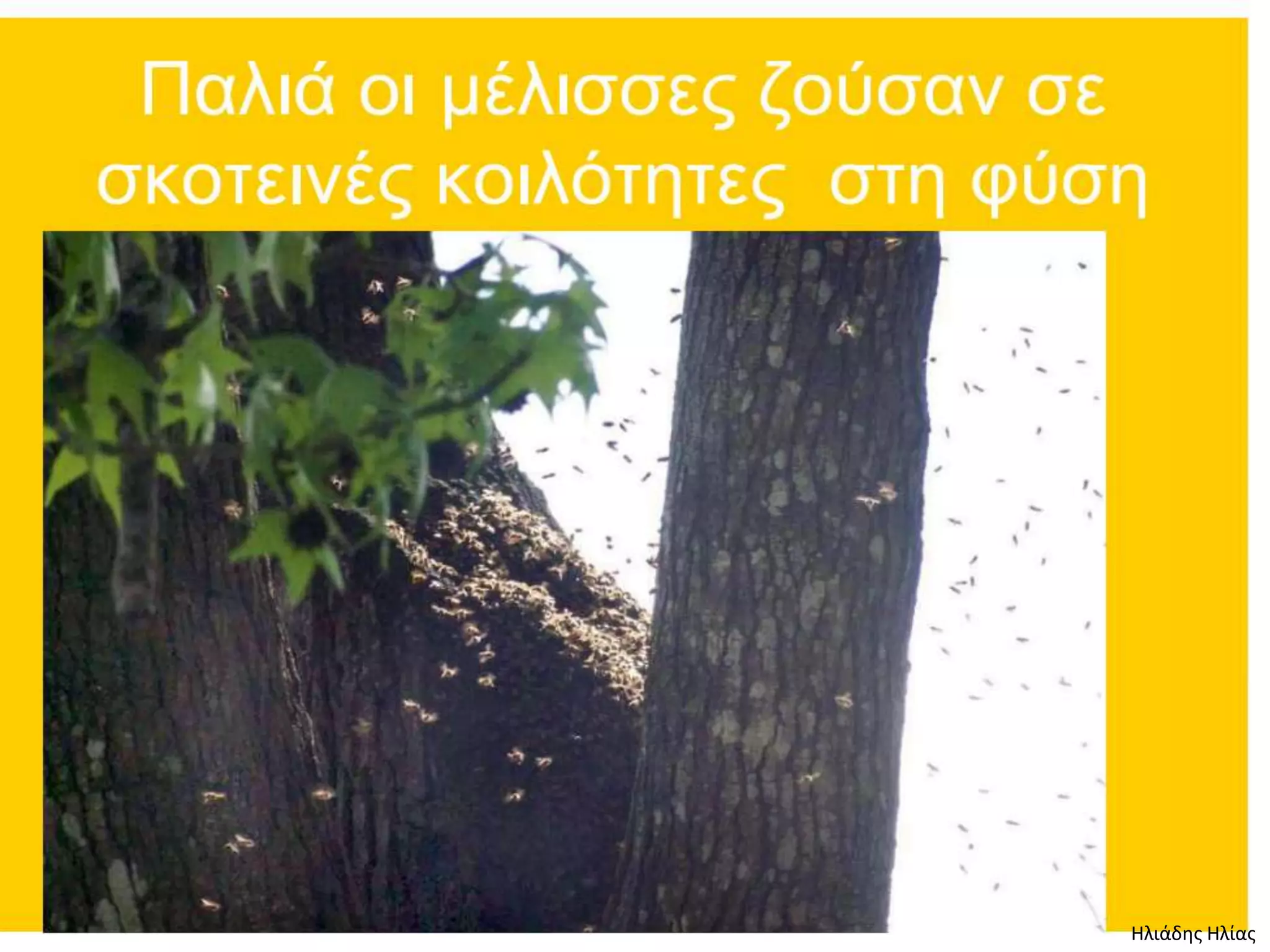 Ηλιάδης Ηλίας
 