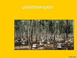 Ηλιάδης Ηλίας
 