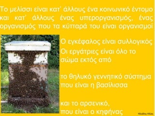 Ηλιάδης Ηλίας
 