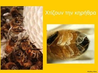 Ηλιάδης Ηλίας
 