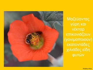 Ηλιάδης Ηλίας
 