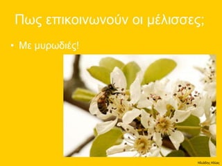 Ηλιάδης Ηλίας
 