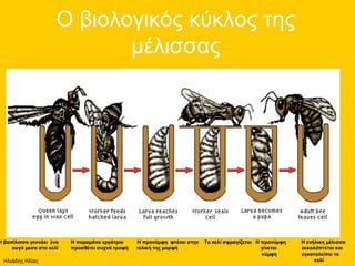 Ηλιάδης Ηλίας
 