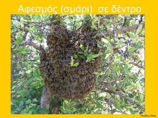 Ηλιάδης Ηλίας
 