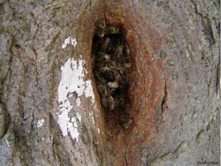 Ηλιάδης Ηλίας
 