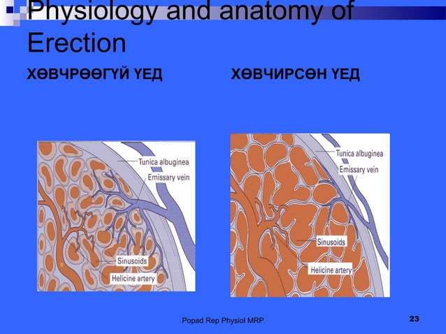 эрэгтэйн нөхөн үржихүйн анатоми, физиологи