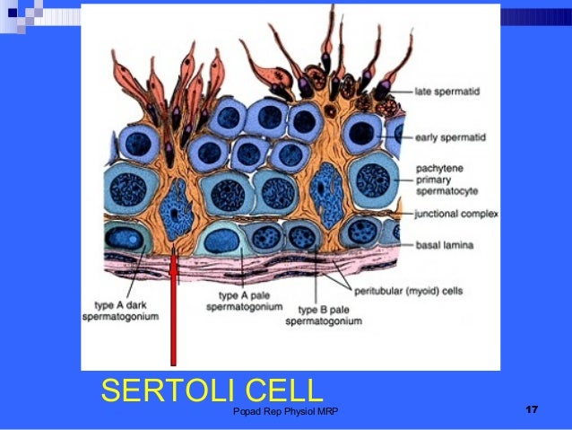 Гематотестикулярный барьер схема