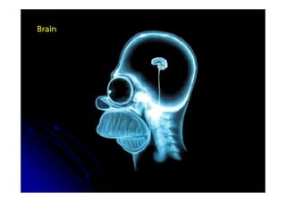 Brain
 