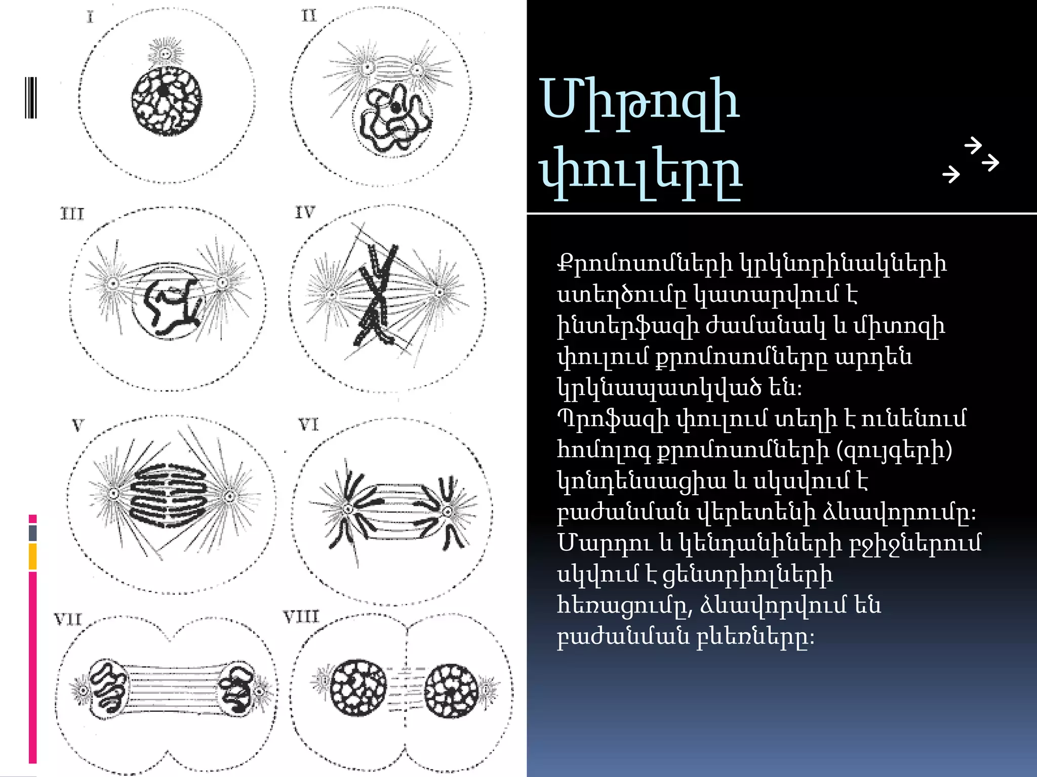 Միթոզի
փուլերը
Քրոմոսոմների կրկնորինակների
ստեղծումը կատարվում է
ինտերֆազի ժամանակ և միտոզի
փուլում քրոմոսոմները արդեն
կրկնապատկված են:
Պրոֆազի փուլում տեղի է ունենում
հոմոլոգ քրոմոսոմների (զույգերի)
կոնդենսացիա և սկսվում է
բաժանման վերետենի ձևավորումը:
Մարդու և կենդանիների բջիջներում
սկվում է ցենտրիոլների
հեռացումը, ձևավորվում են
բաժանման բևեռները:
 