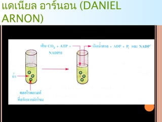 แดเนียล อำร์นอน (DANIEL
ARNON)
 