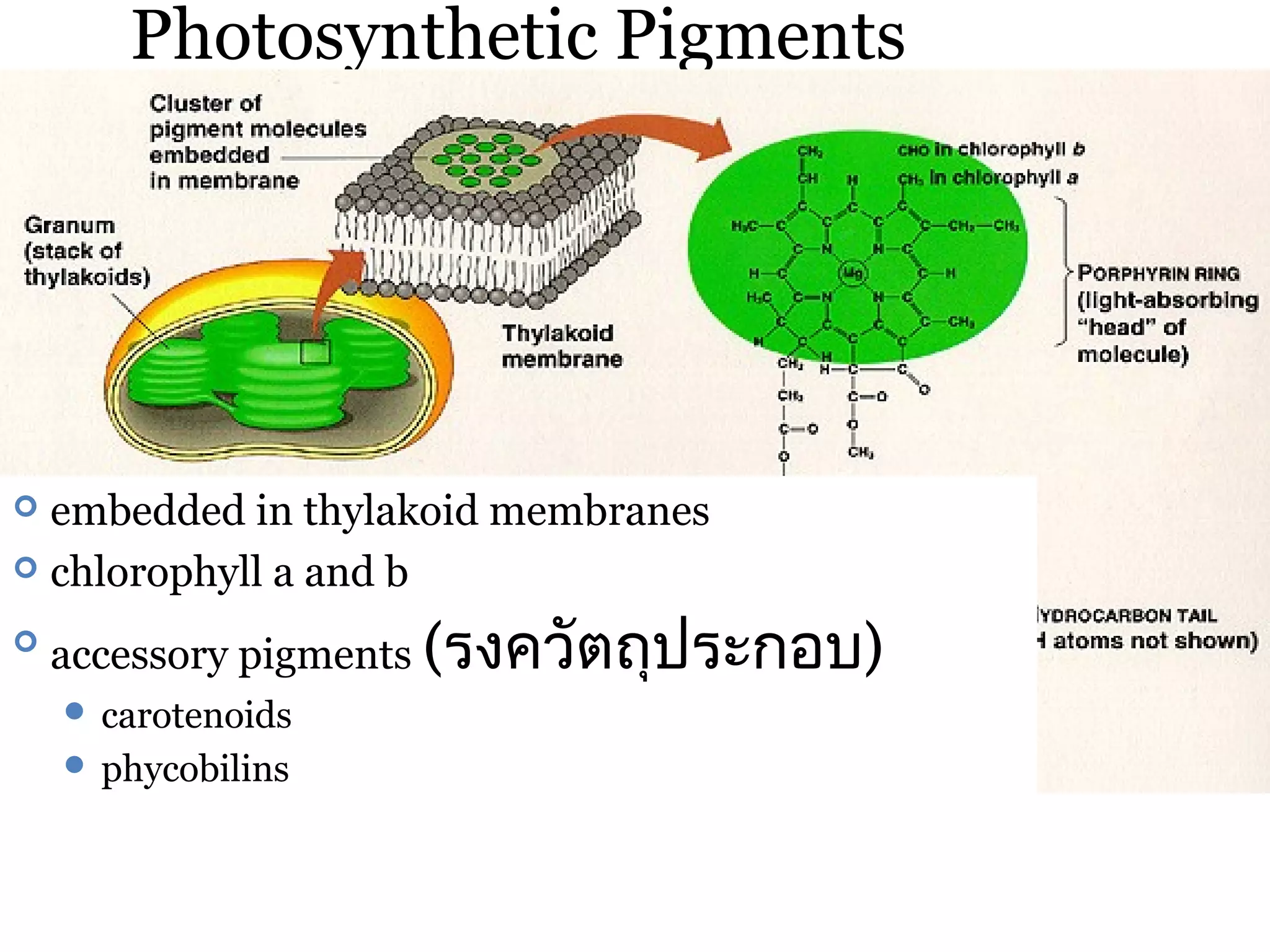 Photosynthetic Pigments




 embedded in thylakoid membranes
 chlorophyll a and b


    accessory pigments (รงควัตถุประกอบ)
     carotenoids
     phycobilins
 