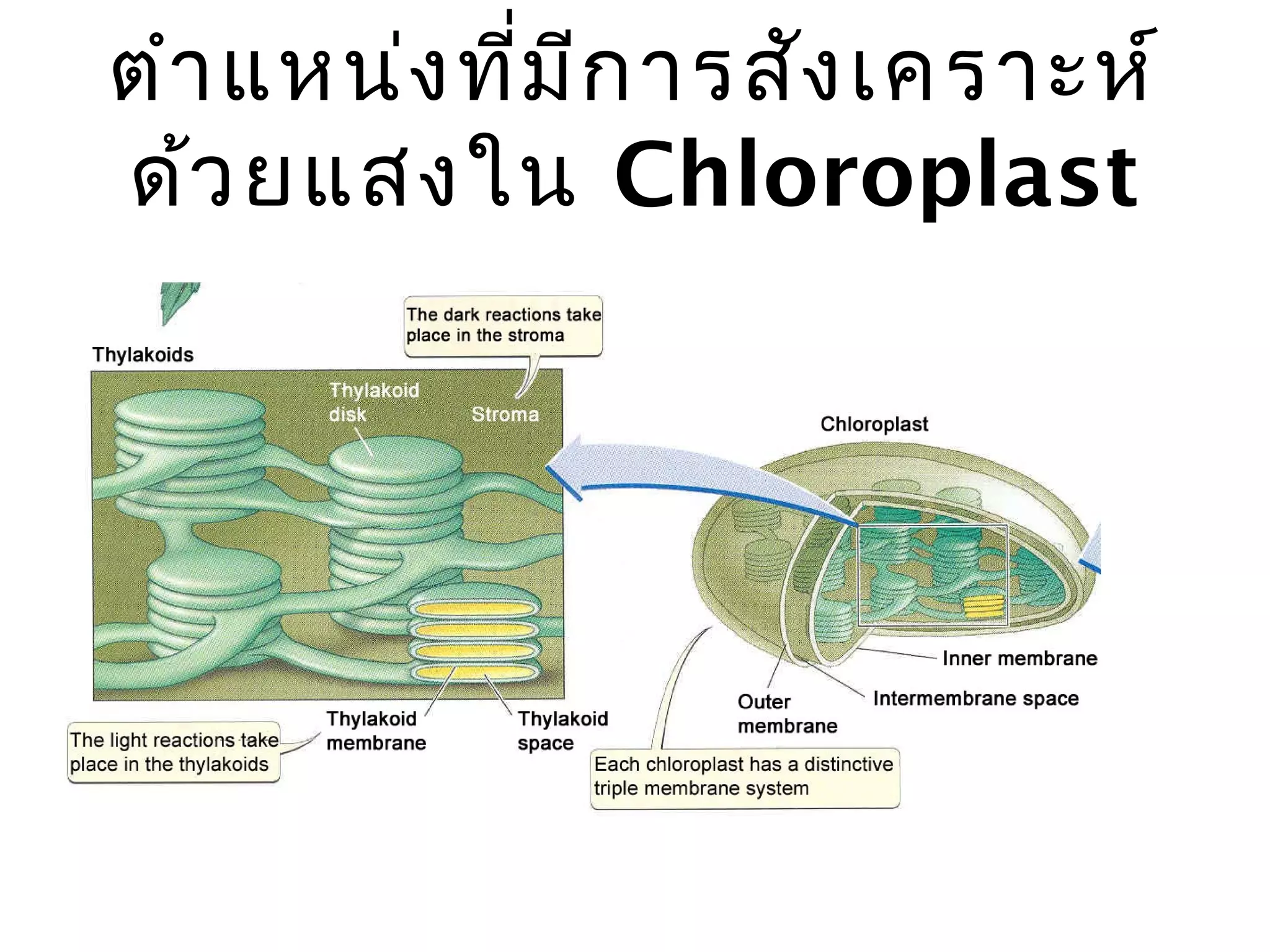 ตำา แหน่ง ที่ม ีก ารสัง เคราะห์
ด้ว ยแสงใน Chloroplast
 